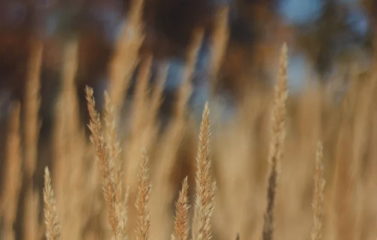 image001 3836b9e6 e1be 425c 9316 b267e36417ec 1512x | Absology Compléments alimentaires